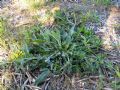 Anthyllis vulneraria subsp. weldeniana